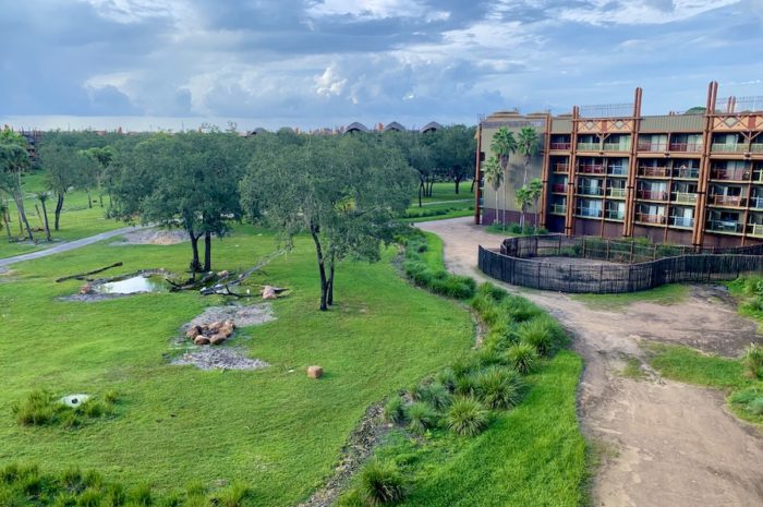 Are the Savanna View Rooms At Animal Kingdom Lodge Worth the Price?