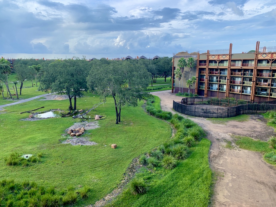 Are the Savanna View Rooms At Animal Kingdom Lodge Worth the Price? - Magic  Guidebooks