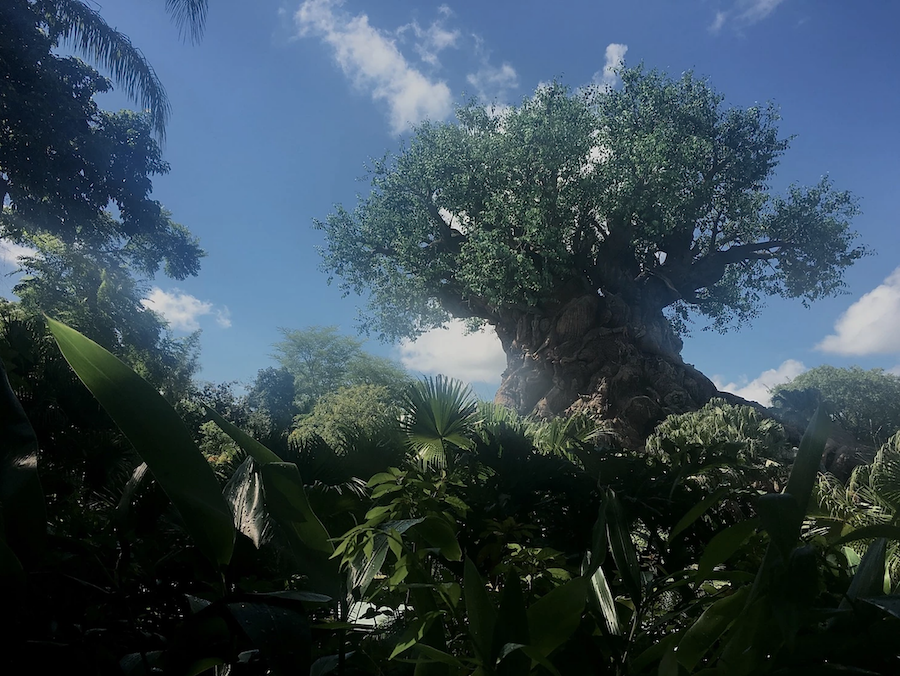 The Tree of Life in Disney's Animal Kingdom was built on an old oil rig to help it withstand a hurricane